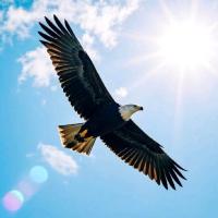 风中的翅膀 制谱师头像