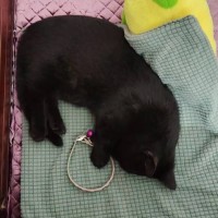 顶不住也要顶 制谱师头像