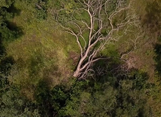 「滴血」的玫瑰木：西非玫瑰（红）木走私和生态灾难調查