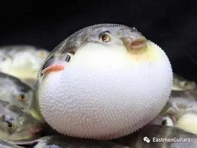 吉他面板鼓起算是质量问题吗？