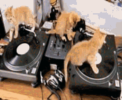 8.gif
