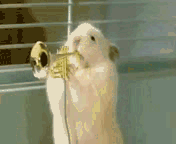 12.gif