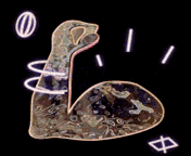 14.gif