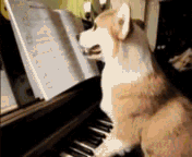 16.gif