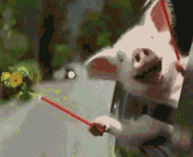 21.gif