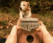 2.gif