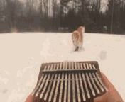 9.gif