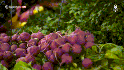 soogif1.gif