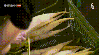 soogif4.gif