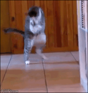 2 (1).gif