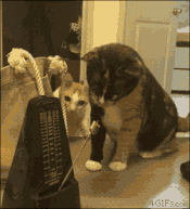 soogif3.gif